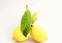 Lemons – Trivia and Information
