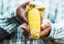 5 Best Farming Practices for Sustainable Living in the 2020s