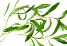 Tarragon – Commonly Used in French Cuisine