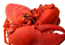 Buying a Lobster – Fresh vs Frozen