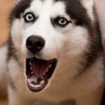 dog-675.jpg
