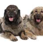 dog-629.jpg