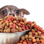 dog-141.jpg