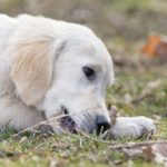 dog-462.jpg