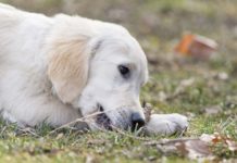 Feeding Dogs Bones – Is it Safe?