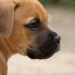 dog-386.jpg