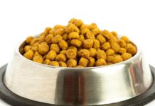 Facts about Feeding Dogs