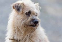 Doggy DNA Testing: Why Knowing Your Mutt’s Genetic Makeup Matters