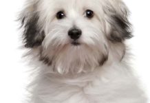 The Separation Anxiety Top 10 List