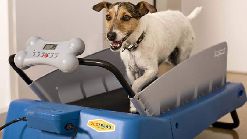 Tips for Finding the Best Dog Treadmill 1