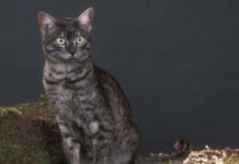 Aggressive Cats – Does your Cat have a Behavior Problem?