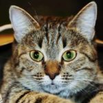 cat-blood-in-stool.jpg