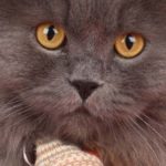 cat-116.jpg