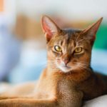 cat-18.jpg