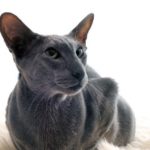 cat-29.jpg
