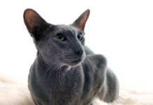 How Can I Tell if my Cat is Sick?