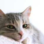 cat-88.jpg
