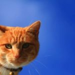 cat-154.jpg