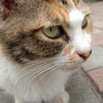 cat-78.jpg