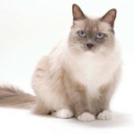 cat-99.jpg
