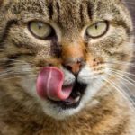 cat-181.jpg