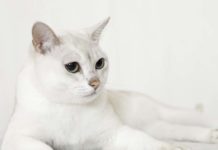 High Blood Pressure in Cats – Possible Kidney Problem