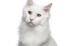 Cat has a Cough – It Could be Heart Disease or Heart Worms