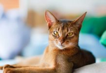 Should I Get Two Cats – Pros and Cons