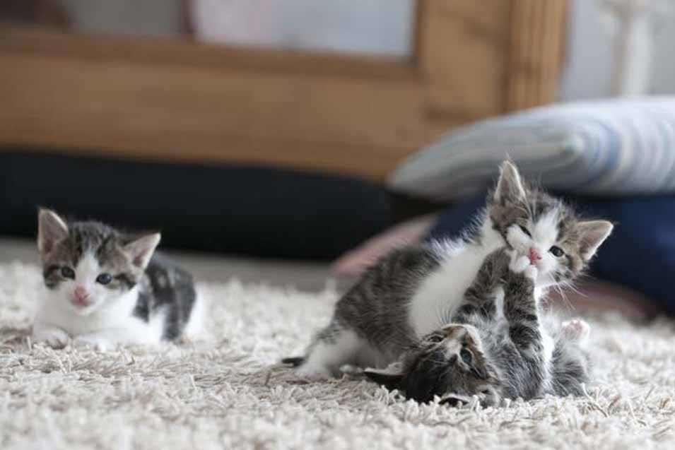 Picture of 3 kittens