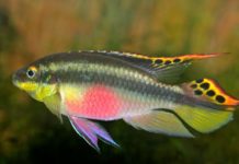 Tadpoles for Fish Tank