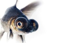 The Importance of the Nitrogen Cycle