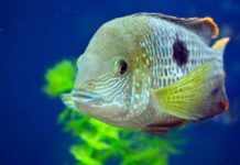 Guide to Buying an Aquarium