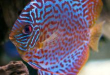 Freshwater Vs Saltwater Aquariums