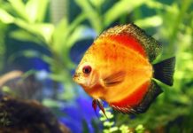 Tips for Lighting an Aquarium