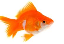 Guide to Buying Goldfish