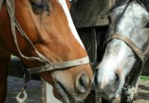 Selling a Horse – Its Value may Depend on its Breed