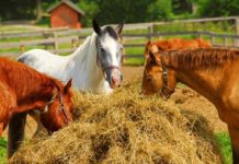 Quarter Horses – The Most Popular Equine Breed in America