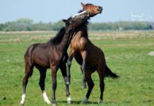 Helping the Lonely Horse