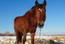 Teaching a Horse to Stand