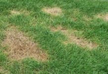 How to Banish Brown Patches on Your Lawn