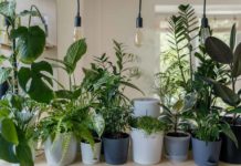 How to Design an Indoor Plant Wall to Connect with Nature