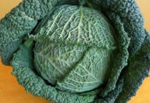 Composting – How to Create Organic Soil