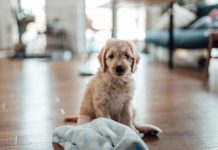 Mom Who Blamed Dog After Pooping On the Floor Brings Attention to Postpartum Constipation