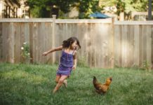 My Family Started Raising Chickens in Our Backyard (and Failed)—It’s Not as Easy as it Looks