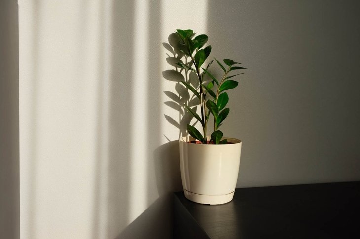 Indoor Plants: A Breath of Fresh Air
